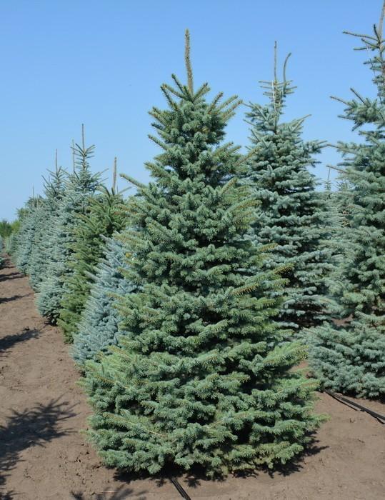 picea-pungens-glauca_8p_20200806-4 picea pungens glauca 8p 20200806 4 1