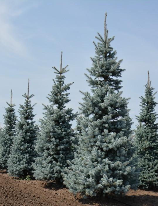 picea-pungens-hoopsii_12p_2020.08.07-1 picea pungens hoopsii 12p 2020.08.07 1 7