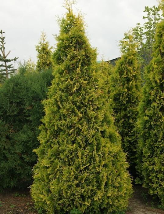 thuja-occidentalis-yellow-ribbon_3 thuja occidentalis yellow ribbon 3 1